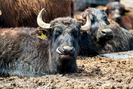 Lake Nagyszéksós and Buffalo Reserve