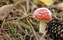 Értékeink nyomában 2.: Kucsmagomba vadászat