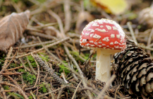Gombaismereti túra