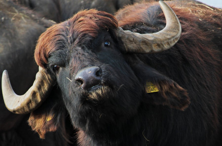 JEZERO NAĐSEKŠOŠ I REZERVAT BIVOLA 