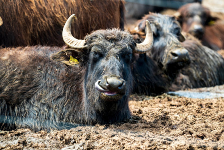 Lake Nagyszéksós and Buffalo Reserve