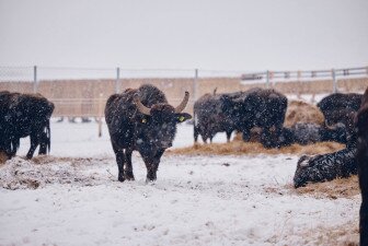 Lake Nagyszéksós and Buffalo Reserve
