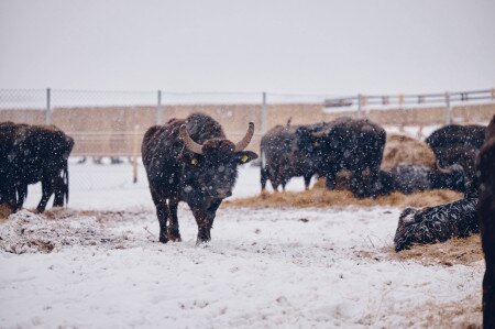 Lake Nagyszéksós and Buffalo Reserve