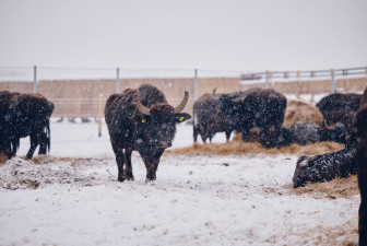 Nagyszéksós-tó és Bivalyrezervátum