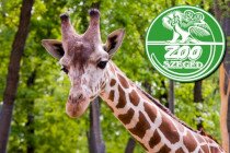 Föld napi családi program