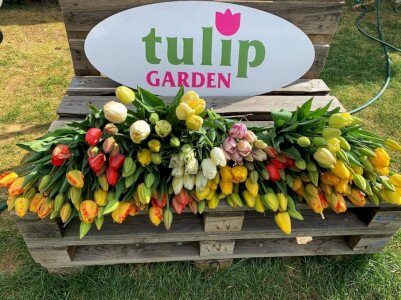 TulipGarden - Recoltarea lalelelor