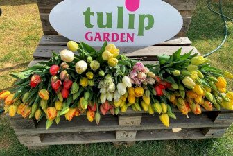 TulipGarden - Tulip Harvest