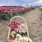 Tulipgarden2
