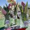 Tulipgarden3