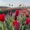 Tulipgarden5